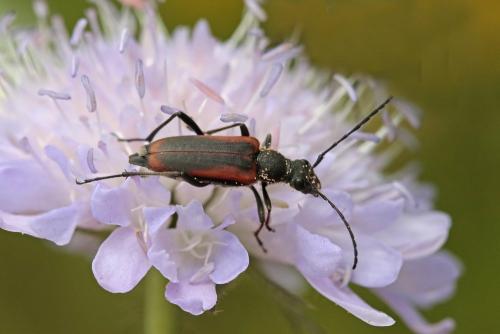 Anastrangalia dubia